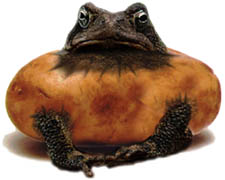 the GE Potatoad, 15K