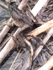 frog with a variety of legs [34K]