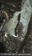 a kiwi attacks a Kiwi 
in defence of its territory[27K]