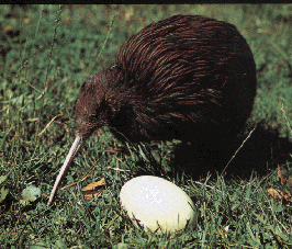 a stuffed kiwi with plaster egg on the front lawn[50K]