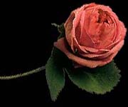 [Image: A rose, 10K]